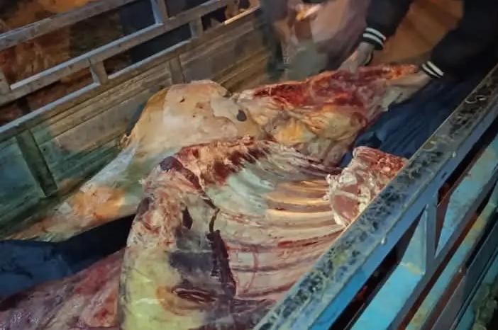 خنيفرة : اعتقال سائق دراجة نارية ثلاثية العجلات وصديقه بتهمة نقل لحوم مذبوحة بطرق غير قانونية